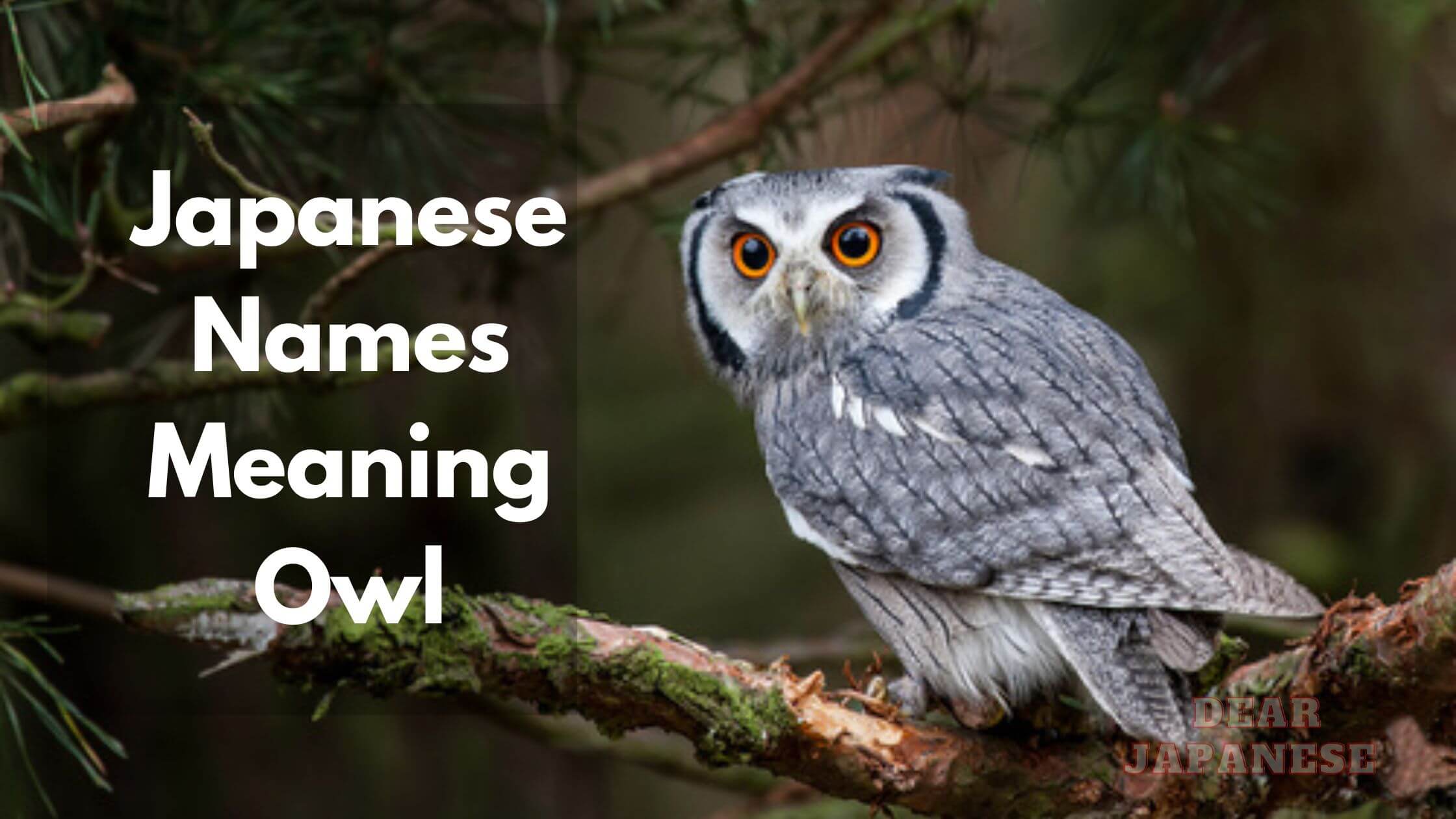 15 Cool Japanese Names Meaning Owl Japan Truly
