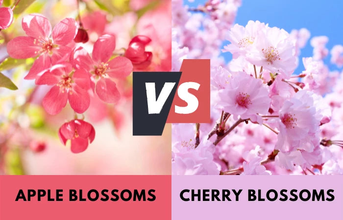 apple blossom tree vs cherry blossom