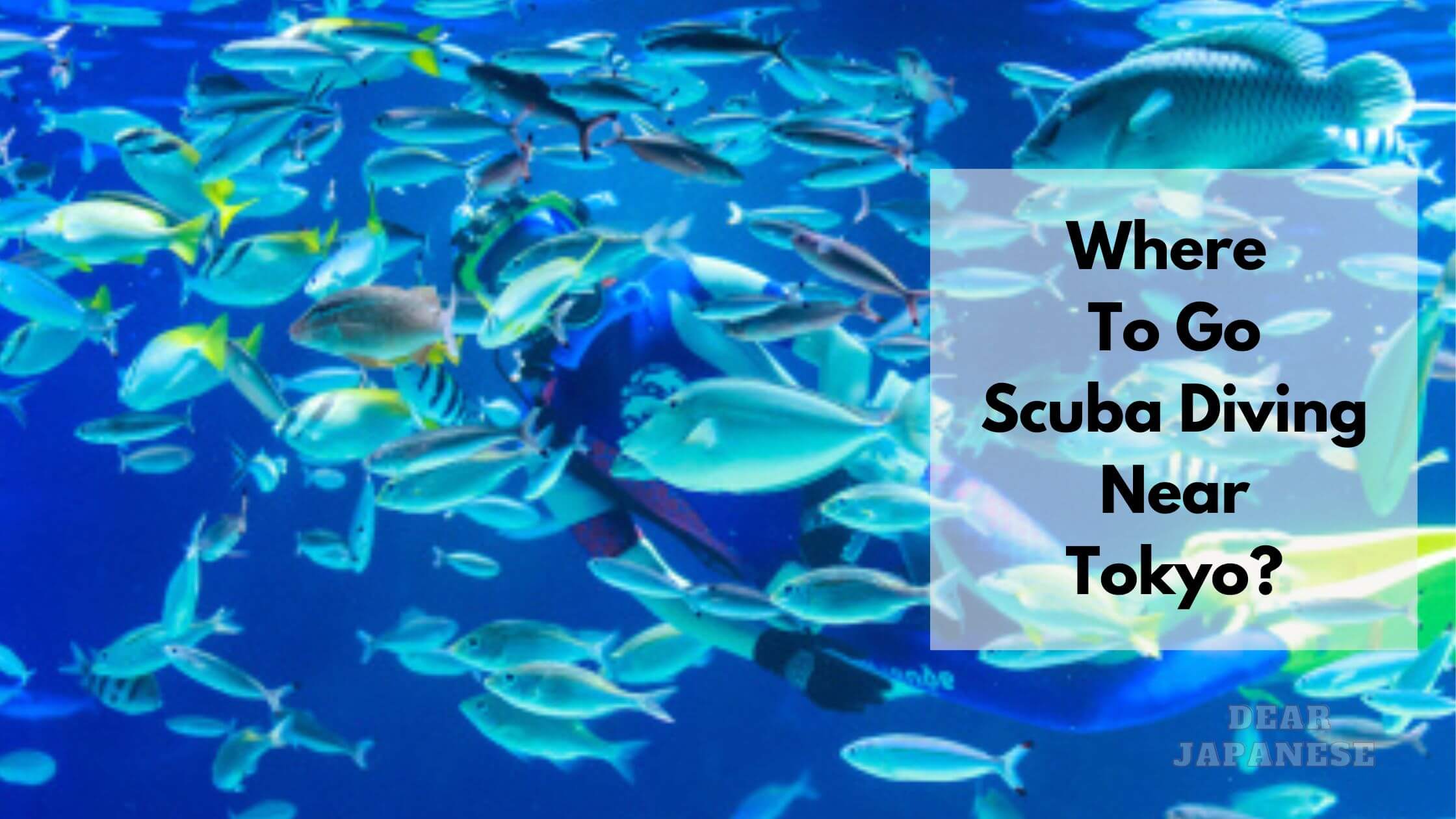 Scuba Diving Near Tokyo 5 Amazing Scuba Diving Spots Near Tokyo