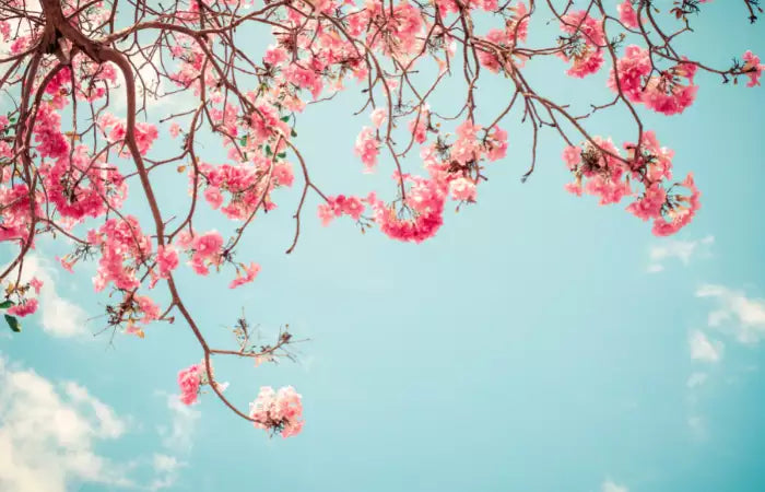 trees that look like cherry blossoms
