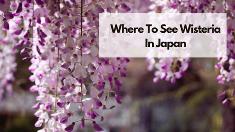 where-to-see-wisteria-japan