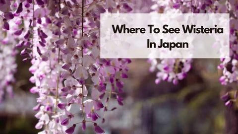 where-to-see-wisteria-japan