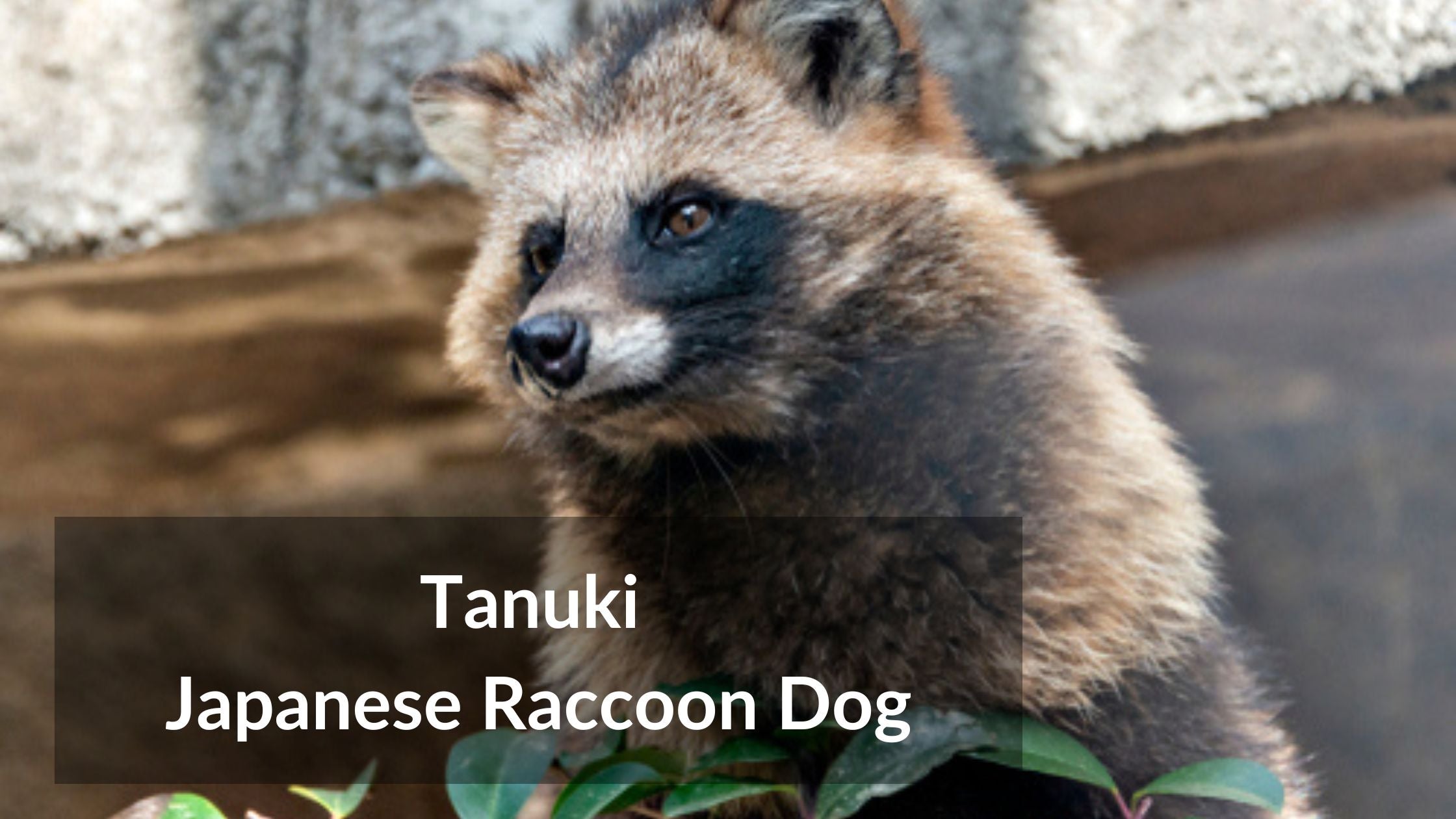 Can You Have A Tanuki As A Pet In Japan Everything You Need To Know can-you-have-a-tanuki-as-a-pet-in-japan-everything-you-need-to-know