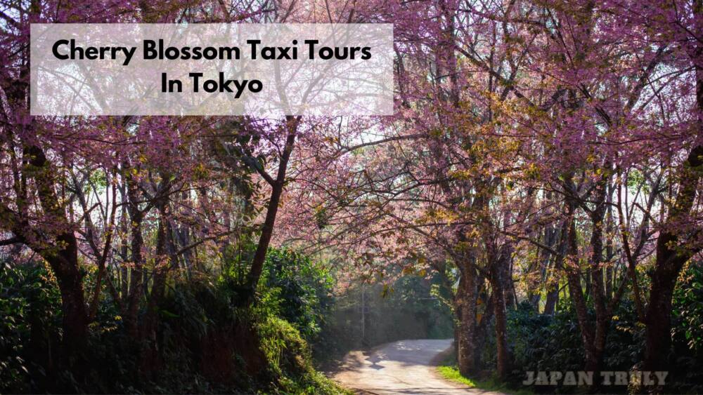 Cherry Blossom Taxi Tours In Tokyo: Your Guide To Viewing Spring's Bes ...