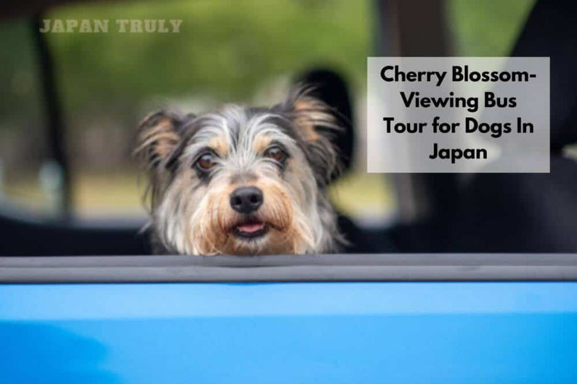 View of Cherry Blossom-Viewing Bus Tour for Dogs In Japan: A Unique Experience ...