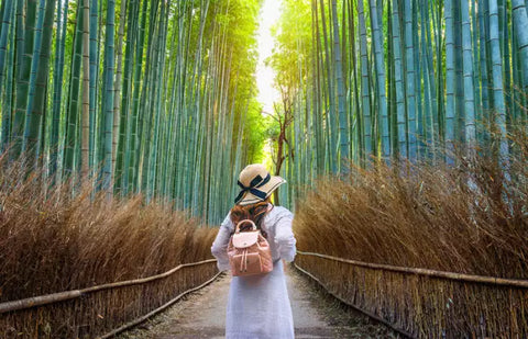 Famous Bamboo forest in Japan