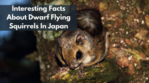 Dwarf Flying Squirrels In Japan