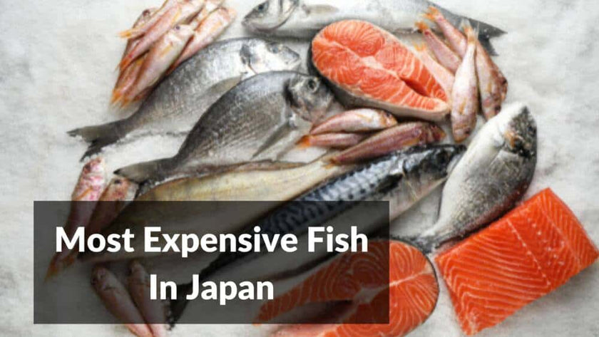 Which Is The Most Expensive Fish In Japan – Japan Truly