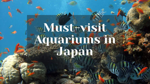 Must-visit Aquariums in Japan