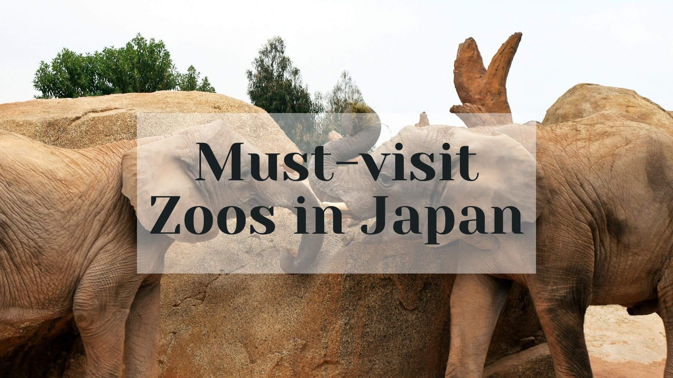 10 Must-visit Zoos In Japan 2024 – Japan Truly