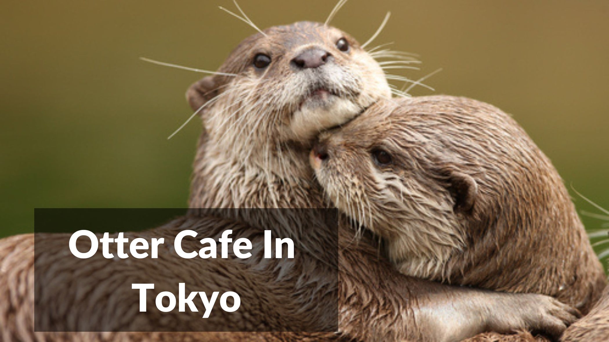 5 Cute Otter Cafe In Tokyo To Visit In 2024 – Japan Truly