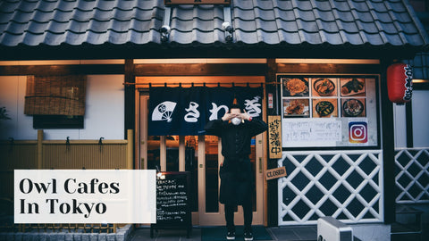 Owl Cafes In Tokyo