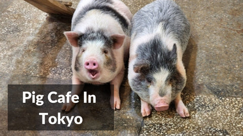 Pig Cafe In Tokyo