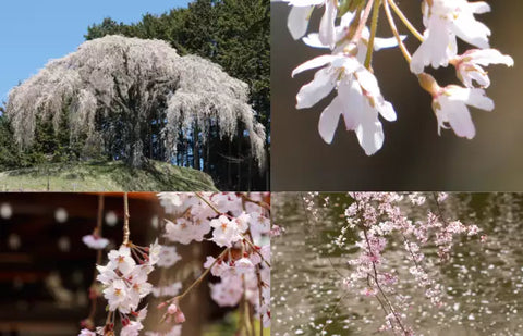 Snow Fountain Weeping cherry tree care