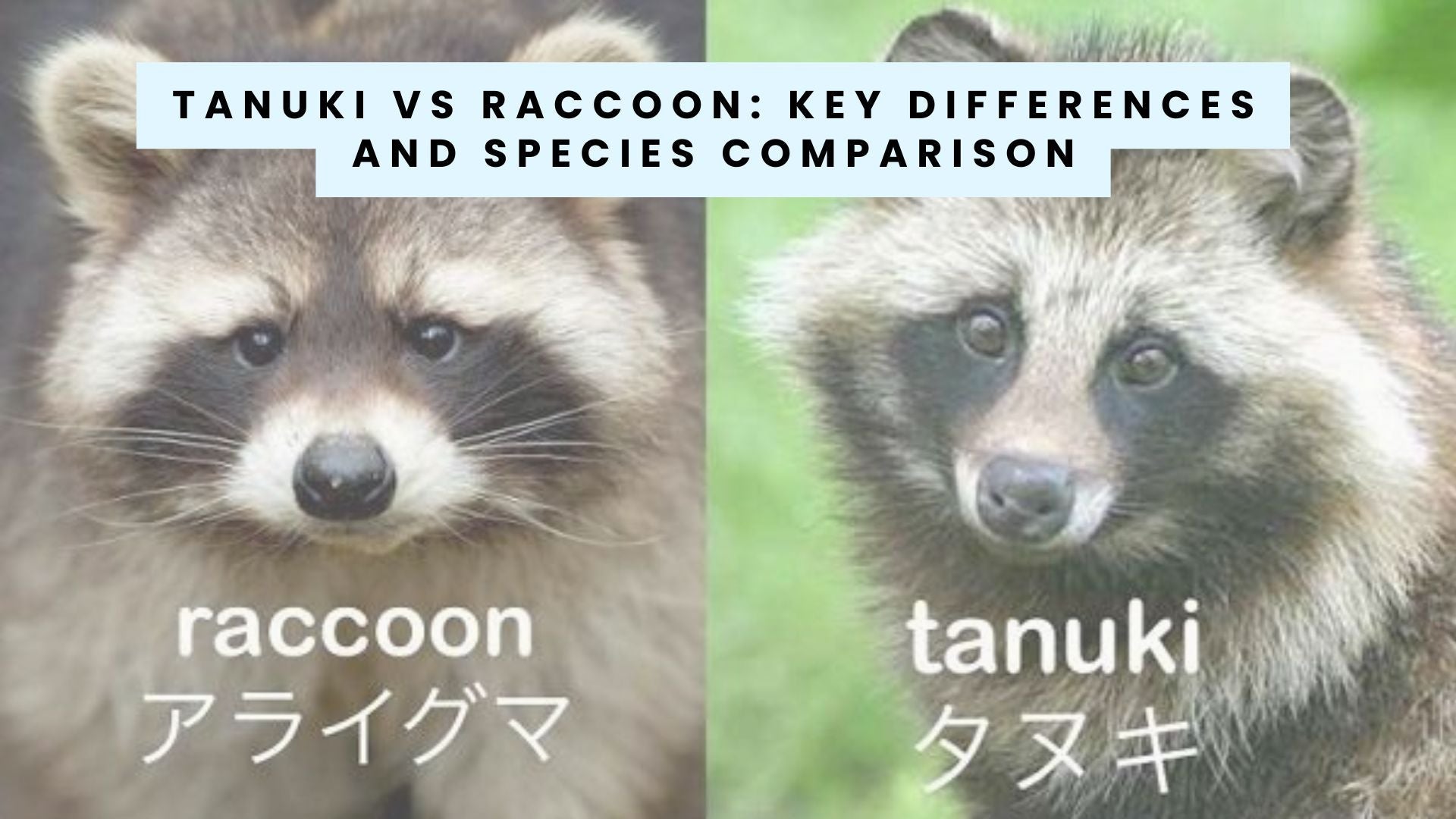 Tanuki vs Raccoon: Key Differences and Species Comparison – Japan Truly