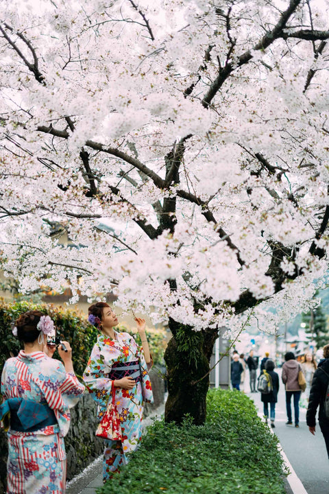 when-is-cherry-blossom-season-tokyo