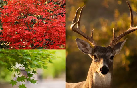 are japanese maples deer resistant