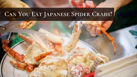 are-japanese-spider-crabs-edible