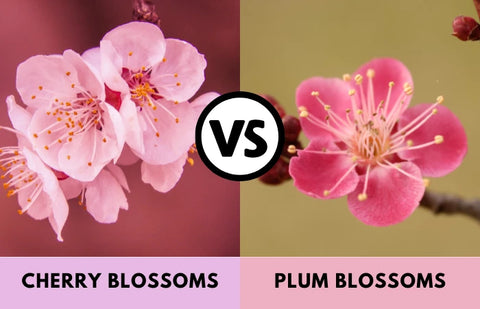 Cherry Blossom Vs Plum Blossom: How to Tell Them Apart?