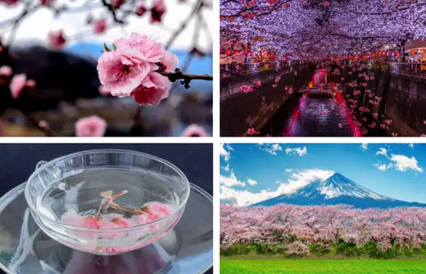 22 Surprising Facts About Cherry Blossoms In Japan