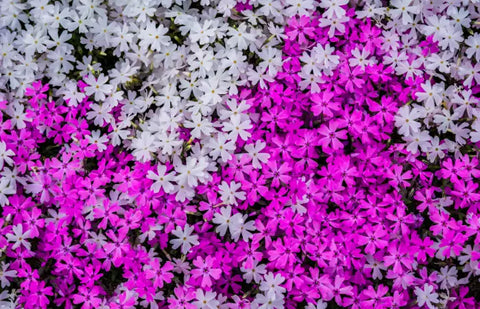 20 Japanese Flowers By Month Or Season You Have To Witness In Full Bloom!