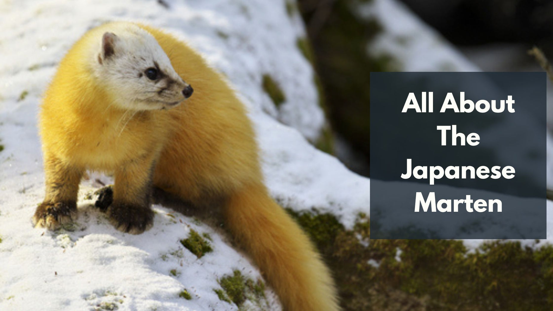 the-world-of-japanese-martens-unique-features-diet-habitat-behavio
