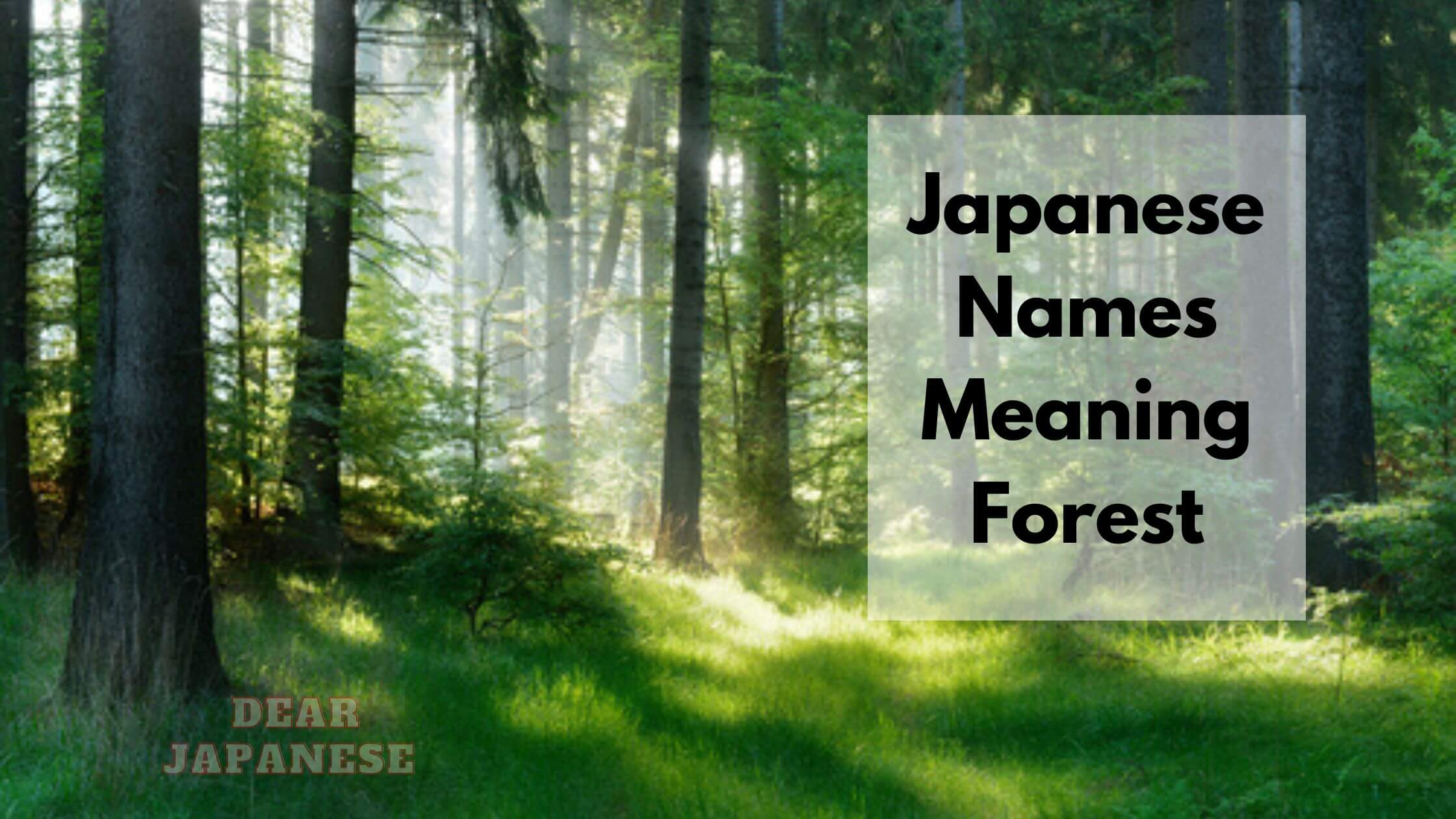 40 Japanese Names Meaning Forest – Japan Truly