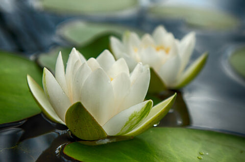 japanese names meaning water lily