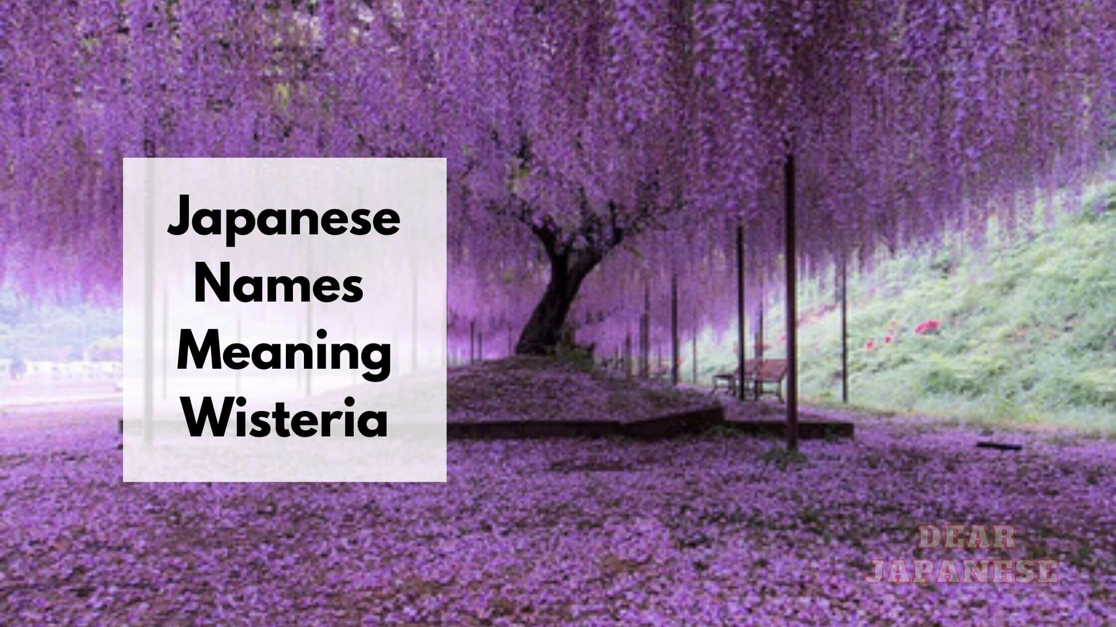 20+ Japanese Names Meaning Wisteria – Japan Truly