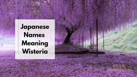 japanese names meaning wisteria