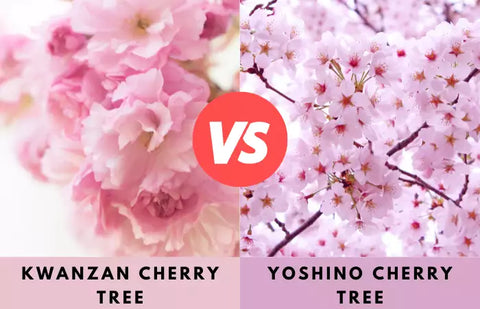 Kwanzan Vs Yoshino Cherry Tree: Which One to Pick? | 10 Differences Between Yoshino Cherry Tree And Kwanzan Cherry Tree