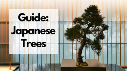 List of Japanese Trees | 14 Important Japanese Trees Names You Should ...