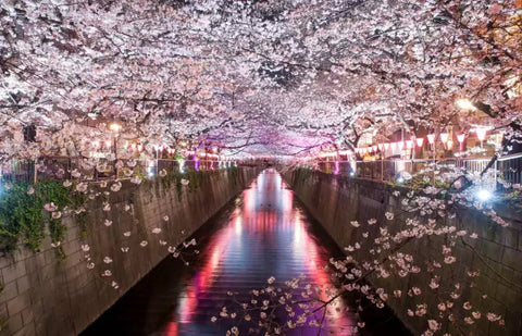 13 Fun Things To Do In Japan In April 2024