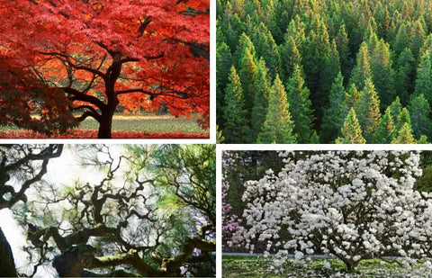 List of Trees Native to Japan | 20 Common Japanese Tree Names