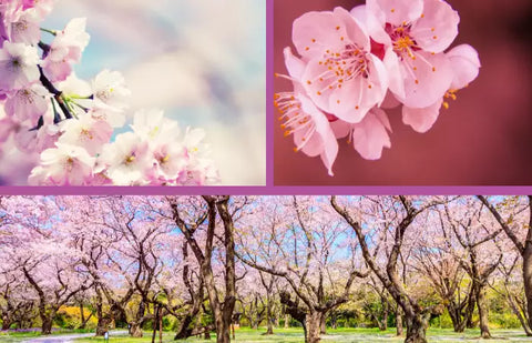 what do cherry blossoms mean