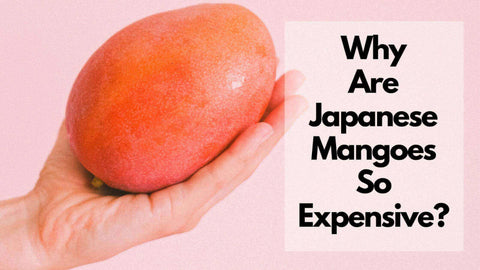 why-mangoes-expensive-japan